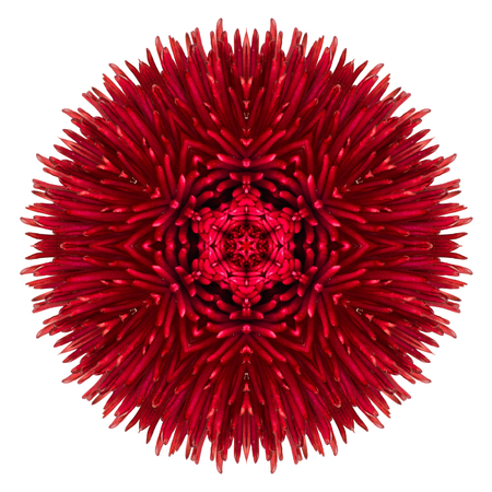Red Daisy Mandala Flower Kaleidoscopic Isolated on White Backgroundの写真素材