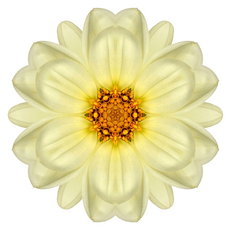 White Concentric Daisy Flower Isolated on Plain Background. Kaleidoscopic Mandala Designの写真素材