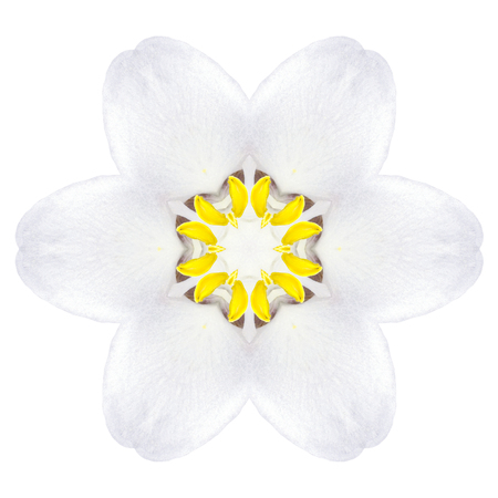 White Concentric Trillum Flower Isolated on Plain Background. Kaleidoscopic Mandala Designの写真素材