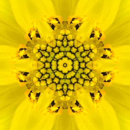 Yellow Concentric Flower Center Macro Close-up. Mandala Kaleidoscopic designの写真素材