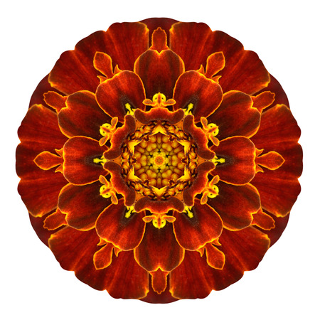 Red Concentric Marigold Flower Isolated on White Background. Kaleidoscopic Mandala Designの写真素材