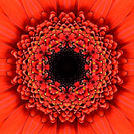 Red Concentric Flower with Black Center Close-up.の写真素材