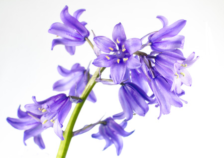 Small Blue Bells Flower Isolated on White Backgroundの写真素材