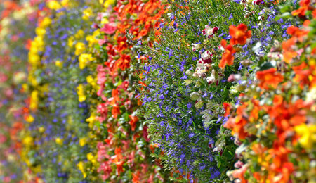 Colorful wild flowers Flowers used for outside decorationの写真素材