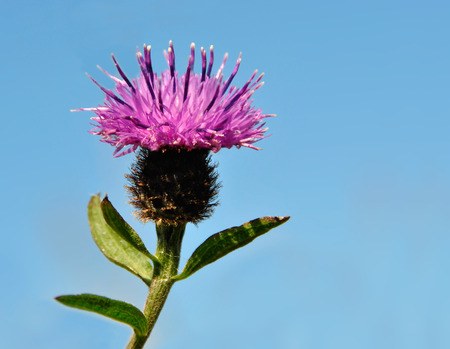 Thistle Flower isolated isolated on Blue background. Scottish national flowerの写真素材