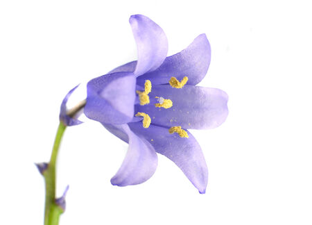 Small Single Blue Bell Flower on green stick Isolated on White Backgroundの写真素材