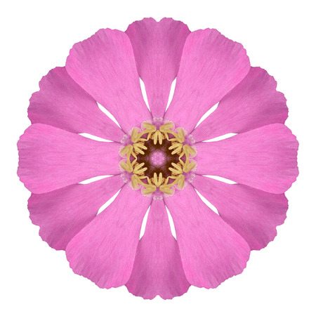 Kaleidoscopic Pink Wildflower Flower Mandala  Isolated on White Background. Beautiful Natural Mirrored patternの写真素材