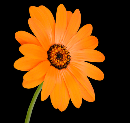 Blossoming Orange Pot Marigold Flower with Green Stick - Beautiful Calendula officinalis in Full Bloom Isolated on Black Background.の写真素材