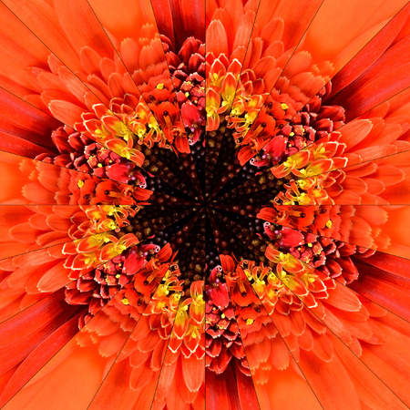 Orange Flower Center Symmetric Collage Made of Collection of Various Wildflowers. Pieces are Seamlessly Divided into 24 Symmetric pieces.の写真素材