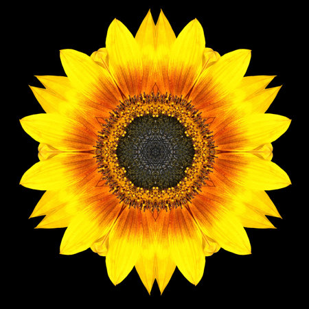 Yellow Flower Mandala. Kaleidoscopic design Isolated on Black Backgroundの写真素材