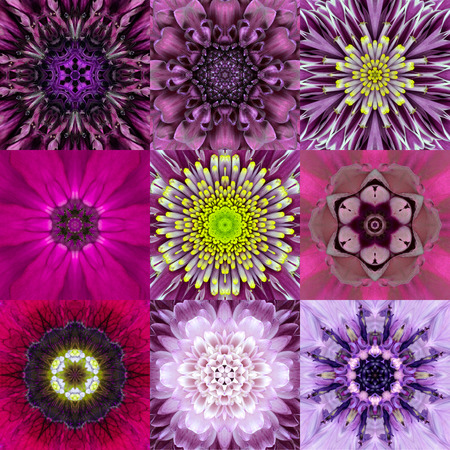Collection of Nine Purple Concentric Flower Mandalas. Kaleidoscope Concentric design. Full Flower Backgroundの写真素材