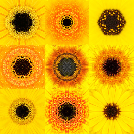 Collection of Nine Yellow Concentric Flower Mandalas. Kaleidoscope Concentric design. Full Flower Backgroundの写真素材