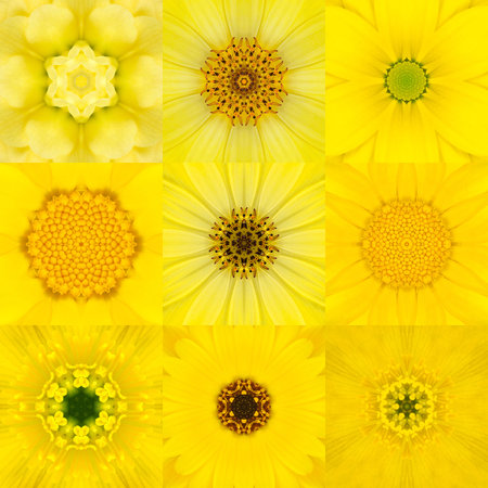 Collection of Nine Yellow Concentric Flower Mandalas. Kaleidoscope Concentric design. Full Flower Backgroundの写真素材