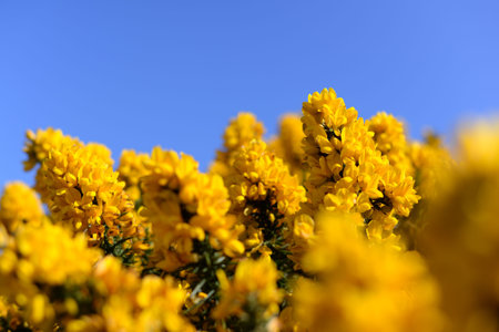 Blossoming Yellow Ulex Gorse Flower Bush with Blue sky in the Backgroundの写真素材