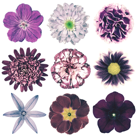 Selection of Various Flowers in Purple Vintage Retro Style Isolated on White Background. Daisy, Chrystanthemum, Cornflower, Dahlia, Iberis, Primrose, Gerbera, Rose.の写真素材