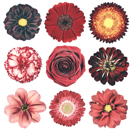 Selection of Various Flowers in Red Vintage Retro Style Isolated on White Background. Daisy, Chrystanthemum, Cornflower, Dahlia, Iberis, Primrose, Gerbera, Rose.の写真素材