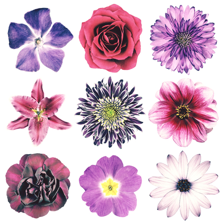Selection of Various Flowers in Purple Vintage Retro Style Isolated on White Background. Daisy, Chrystanthemum, Cornflower, Dahlia, Iberis, Primrose, Gerbera, Rose.の写真素材