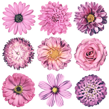 Selection of Various Flowers in Pink Vintage Retro Style Isolated on White Background. Daisy, Chrystanthemum, Cornflower, Dahlia, Iberis, Primrose, Gerbera, Rose.の写真素材