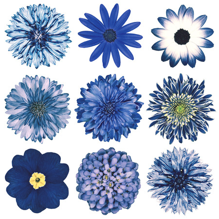 Selection of Various Flowers in Blue Vintage Retro Style Isolated on White Background. Daisy, Chrystanthemum, Cornflower, Dahlia, Iberis, Primrose, Gerbera, Rose.の写真素材