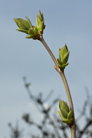 Privet shoot photographed in the spring against the blue skyの写真素材