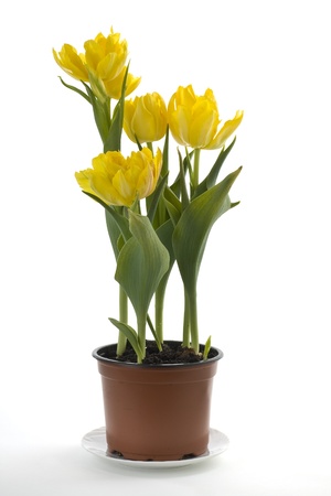Yellow tulips in a flower pot on a white backgroundの写真素材