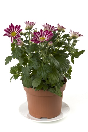 A flower pot with chrysanthemums on a white background shown の写真素材