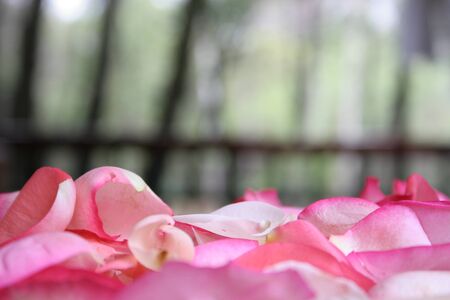 Rose Petals up closeの写真素材