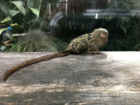 Small Pygmy Monkeyの写真素材