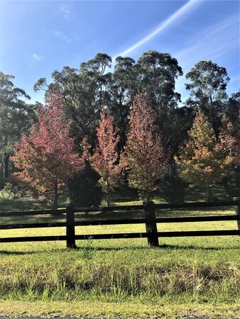 Autumn Trees background.の写真素材