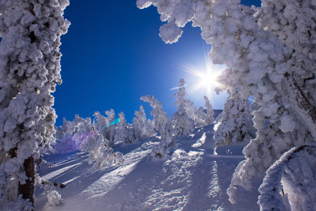 Snow covered trees in the sunshine, following heavy snowfall, Mammoth Mountain, California, United...