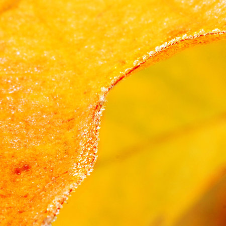 A macro picture of a frosty leafの写真素材