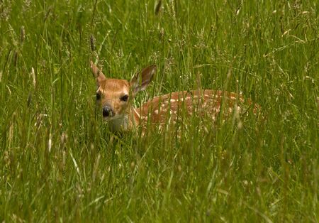 White-tail fawn hiding in grassy field.の写真素材