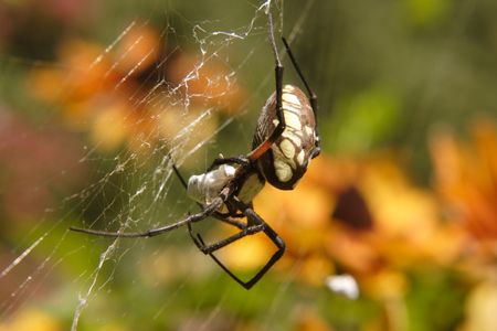 Garden spider in its web.の写真素材
