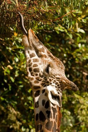 Giraffe with tongue extended eating from a eucalyptus tree.の写真素材