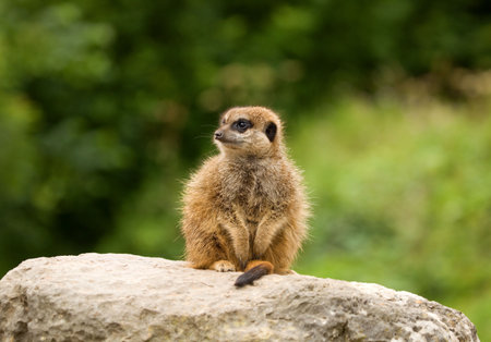 A young meerkat takes his turn at being lookout.の写真素材