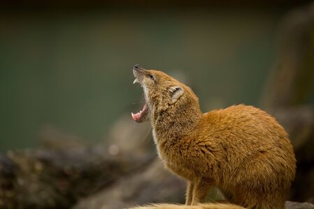 A yellow mongoose yawning.の写真素材