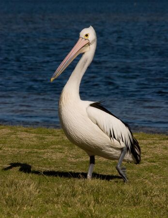 Australian Pelican walking in grass near water.の写真素材