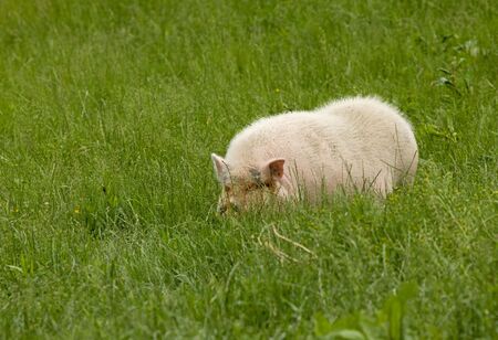 Large farm pig grazing in a field of grass.の写真素材