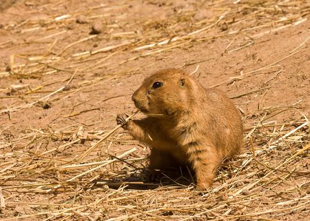 A prairie dog eating a piece of hay.の写真素材