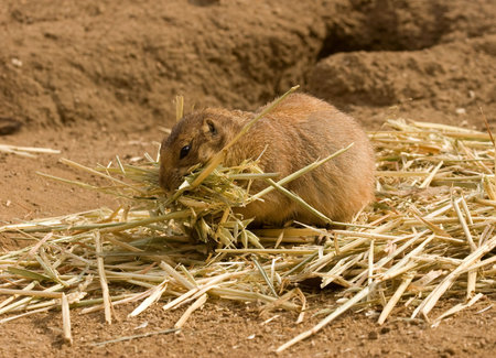 A Prairie Dog gathering a pile of straw in its mouth.