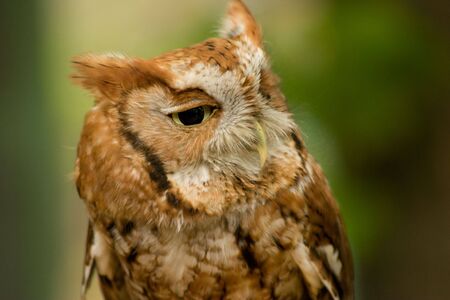Closeup of an eastern screech owl.の写真素材