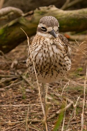 A Stone-Curlew sometimes referred to as a Bush Thick-Knee.  Native to Australia.の写真素材