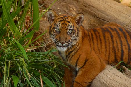 A tiger cub resting on a logの写真素材