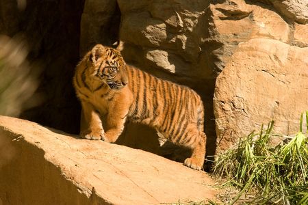 A young tiger cub standing on a rock.の写真素材
