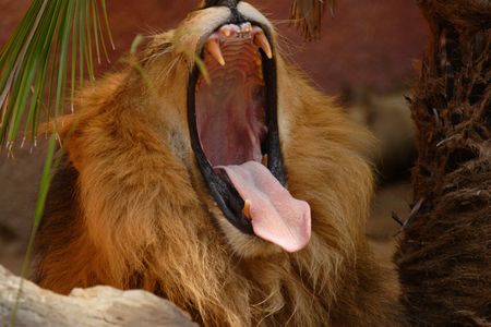 Male lion yawningの写真素材