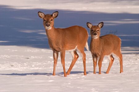 Two white-tail deer, including a yearling, standing in a snow covered field.の写真素材