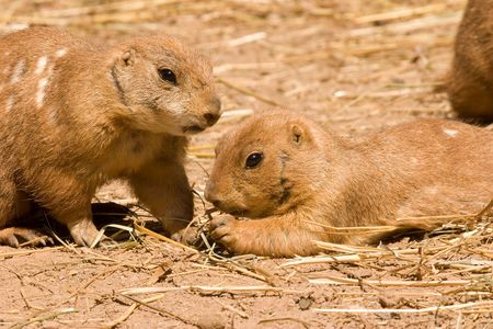 Two prairie dogs, one eating hay.の写真素材