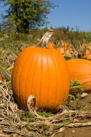 A pumpkin against blue sky in a pumpkin patch.の写真素材