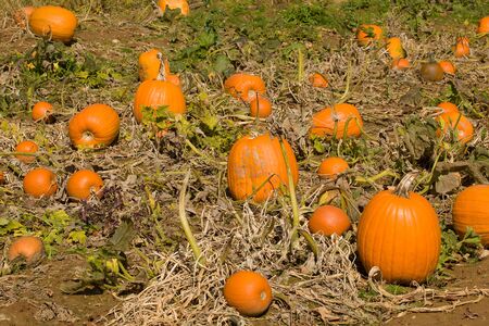 A pumpkin patch in the midst of autumn.の写真素材