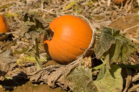 A small pumpkin attached to a vine.の写真素材